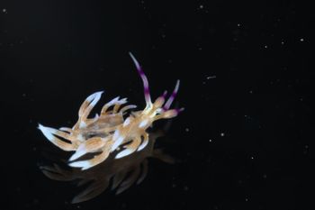 Media type: image;   Malacology 393738 Description: live specimen;
